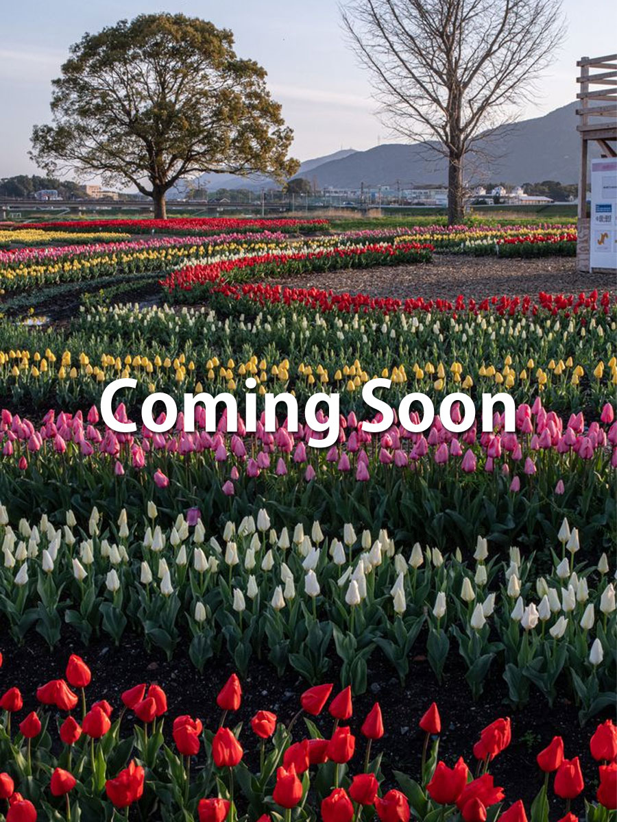 html5 bootstrap by colorlib.com